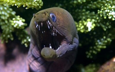 Viper Moray